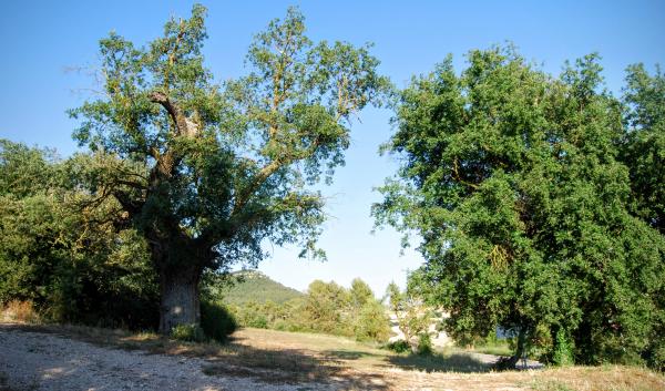 24.6.2015 Paisatge  Rocamora i Sant Magí de la Brufaganya -  Ramon Sunyer