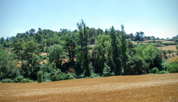 28.6.2015 Paisatge de la rasa del Coguelera  Montlleó -  Ramon Sunyer