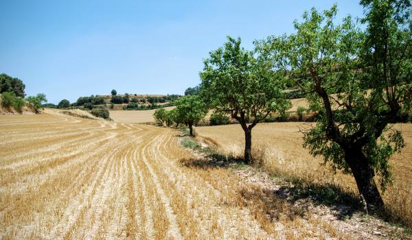 28.6.2015 Paisatge de la rasa del Coguelera  Montlleó -  Ramon Sunyer