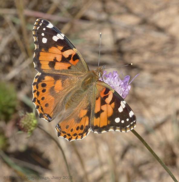 1.8.2015 cartell TALLER DE NATURA: PAPILIO, juguem amb les papallones  Sant Guim de Freixenet -  Daniel Espejo Fraga