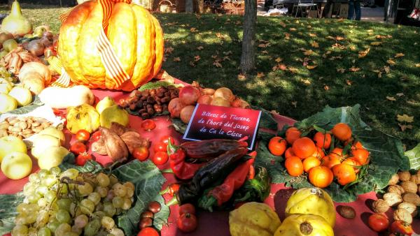 1 de Novembre de 2015 fruits de tardor  Calaf -  Ramon Sunyer