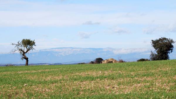 22.11.2015 paisatge  Tarroja de Segarra -  Ramon Sunyer