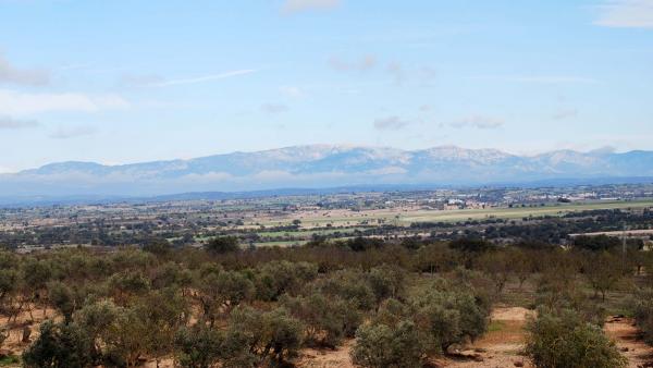 22.11.2015 Oliveres  Tarroja de Segarra -  Ramon Sunyer