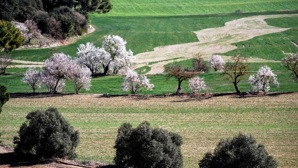 7.2.2016 ametllers florits  Sant Antolí i Vilanova -  Ramon Sunyer