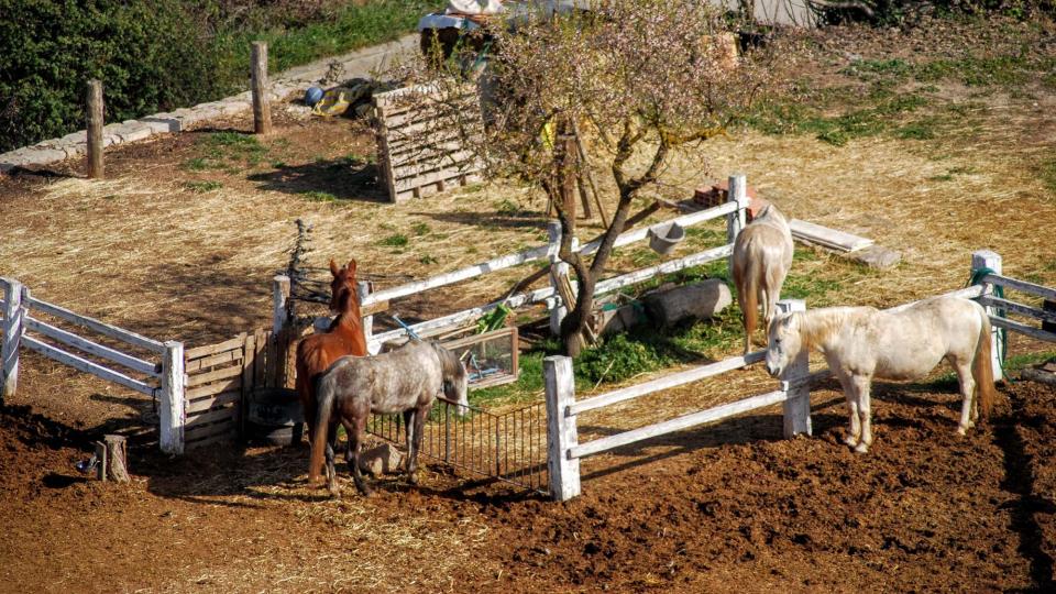 21.2.2016 cavalls de cal Perelló  L'Ametlla de Segarra -  Ramon Sunyer