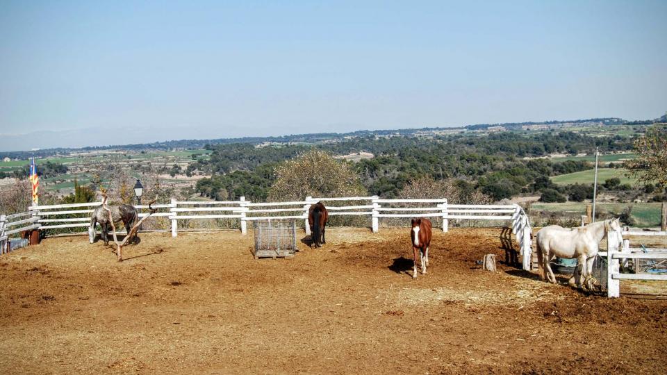 21.2.2016 cavalls de cal Perelló  L'Ametlla de Segarra -  Ramon Sunyer