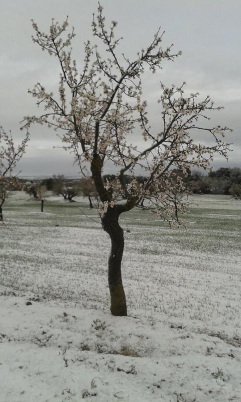 27.2.2016   Castellnou d'Oluges -  Castellnou d'Oluges