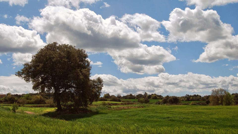 17 de Abril de 2016 Paisatge  La Manresana -  Ramon Sunyer