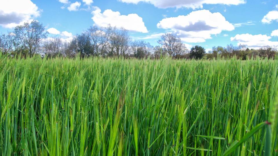 17 de Abril de 2016 Paisatge  La Manresana -  Ramon Sunyer