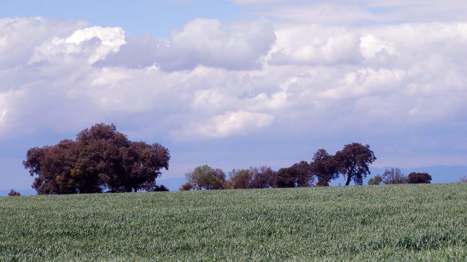 10 de Abril de 2016 Paisatge  Viver de Segarra -  Ramon Sunyer