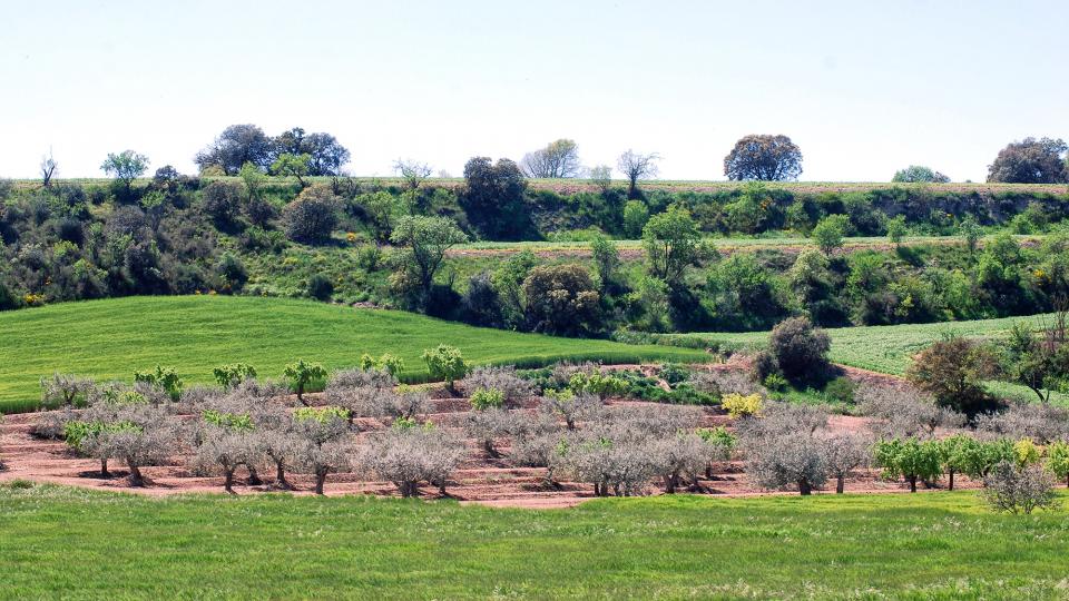 24 de Abril de 2016 Paisatge  Sant Ramon -  Ramon Sunyer