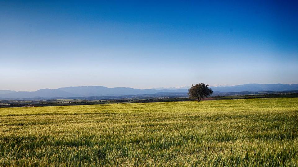 24 de Abril de 2016 Paisatge  Segarra -  Ramon Sunyer