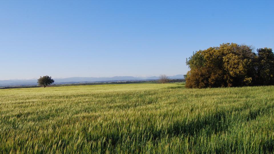 24.4.2016 Paisatge  Tordera -  Ramon Sunyer