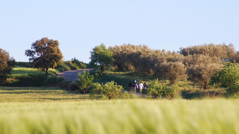 24 de Abril de 2016 Paisatge  Cervera -  Ramon Sunyer