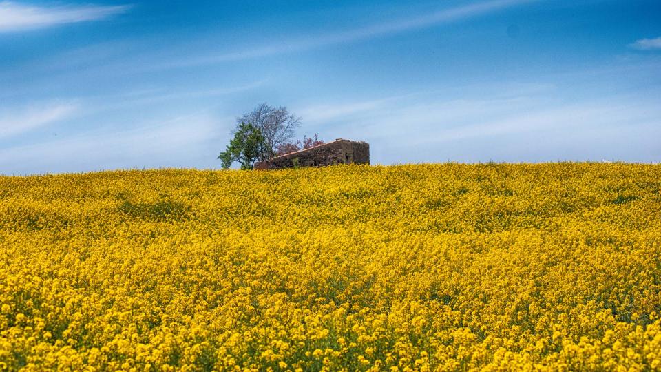 29.4.2016 colza  Tarroja de Segarra -  Autor