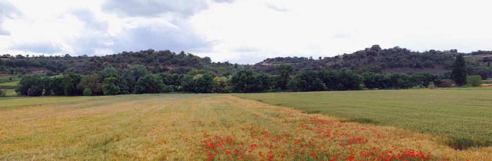 22.5.2016 vall del sió  Castellnou d'Oluges -  Ramon Sunyer