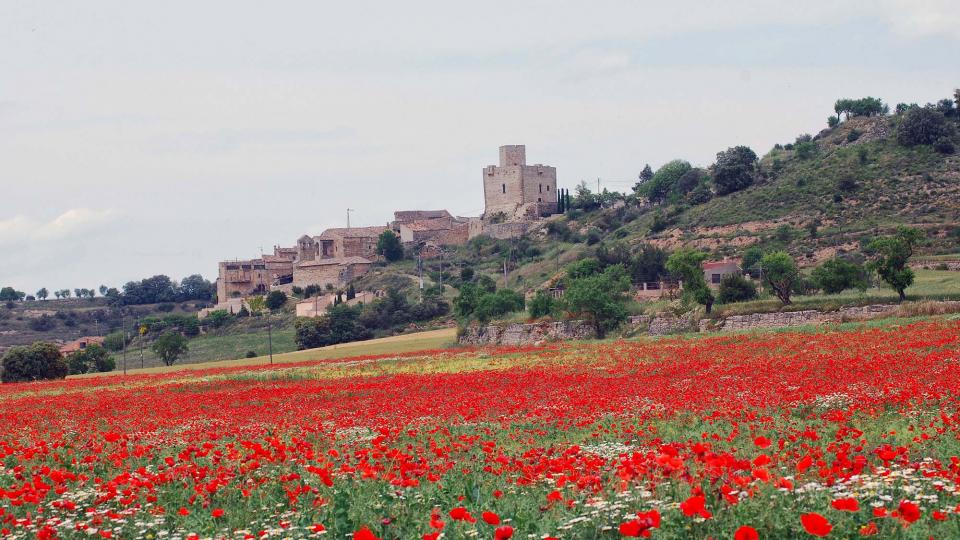 22 de Maig de 2016 roselles  Malgrat -  Ramon Sunyer