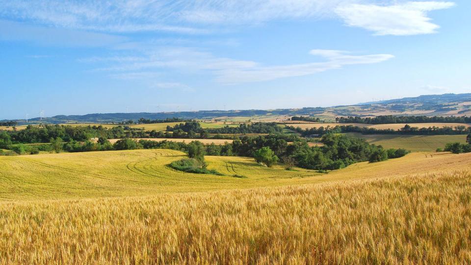 11 de Juny de 2016   Bellmunt de Segarra -  Ramon Sunyer