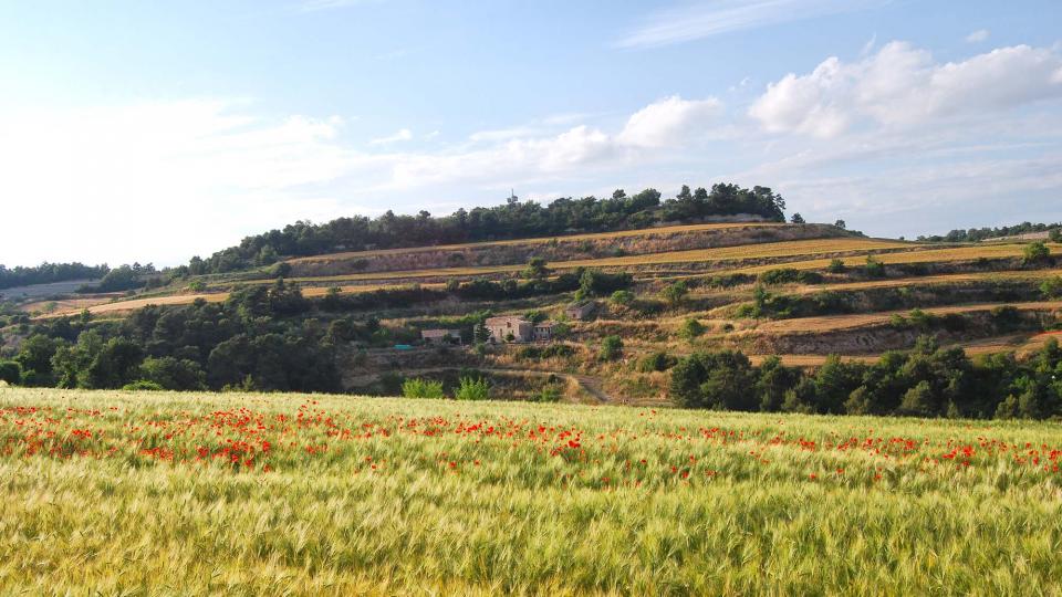 11 de Juny de 2016   Bellmunt de Segarra -  Ramon Sunyer