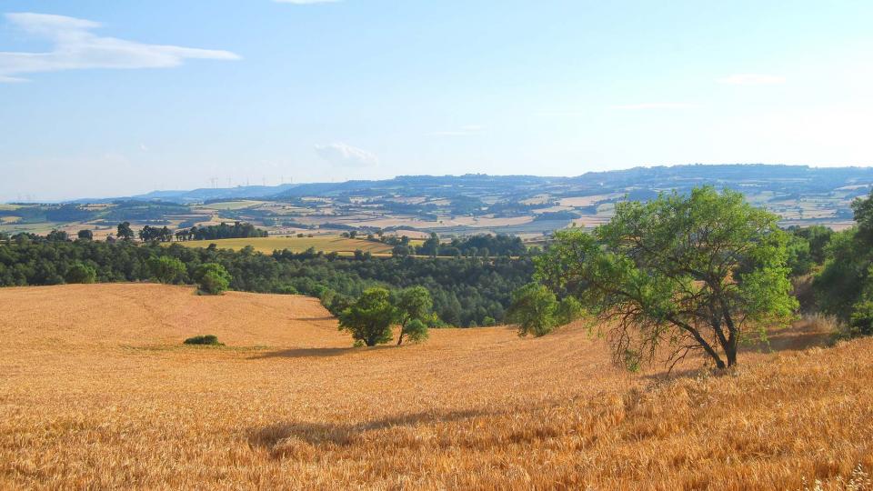 11 de Juny de 2016   Bellmunt de Segarra -  Ramon Sunyer