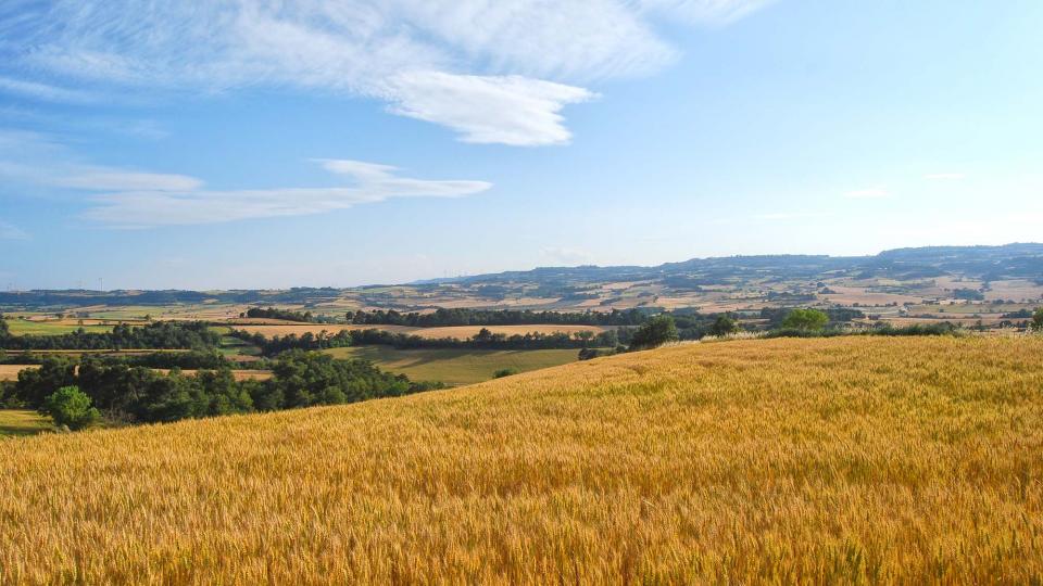 11 de Juny de 2016   Bellmunt de Segarra -  Ramon Sunyer