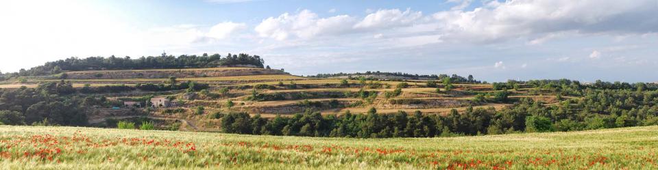 11.6.2016   Bellmunt de Segarra -  Ramon Sunyer