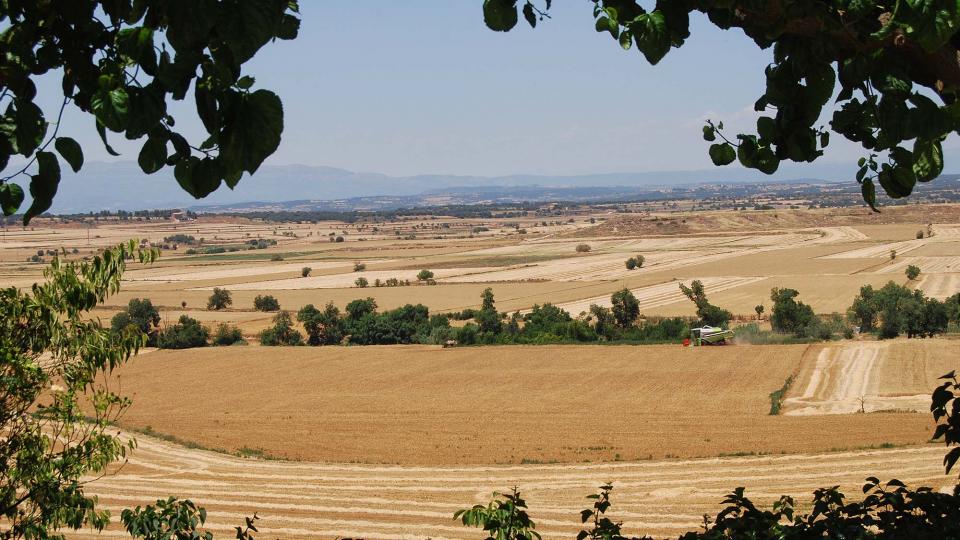 24 de Juny de 2016 paisatge  Mont-Roig -  Ramon Sunyer