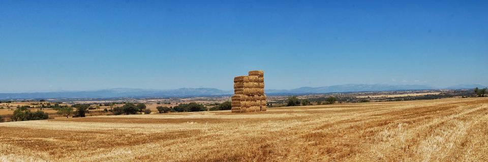 17.7.2016 paisatge  Tarroja de Segarra -  Ramon Sunyer