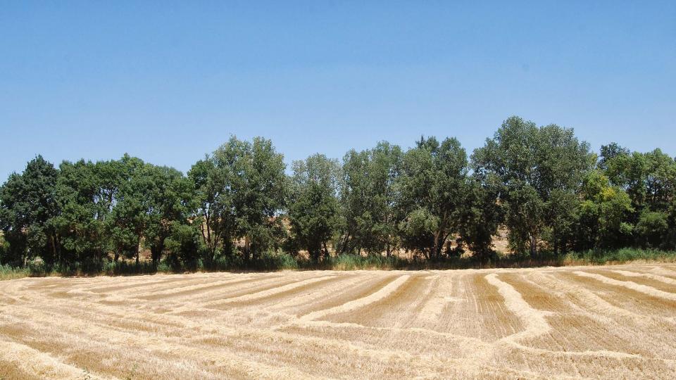 17.7.2016 ribera del Sió  Tarroja de Segarra -  Ramon Sunyer