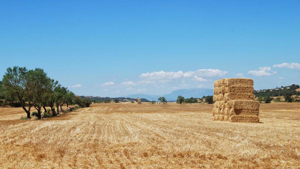 24 de Juliol de 2016 Paisatge  Ivorra -  Ramon Sunyer