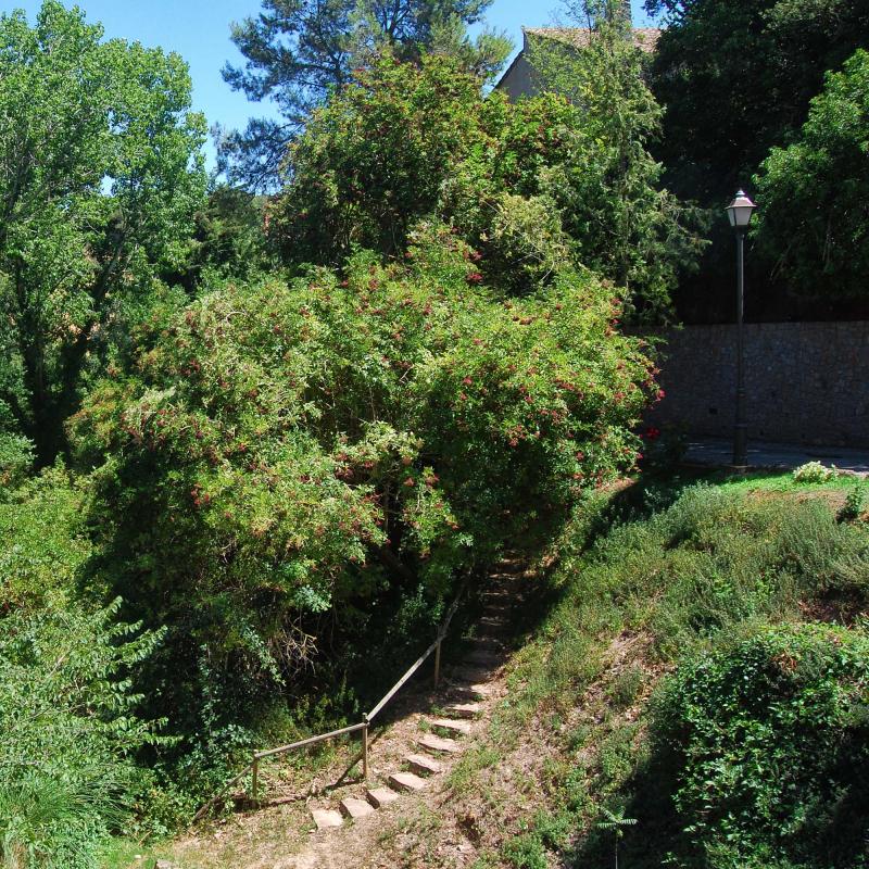 8.8.2016 Sant Pere Sallavinera - Ramon Sunyer
