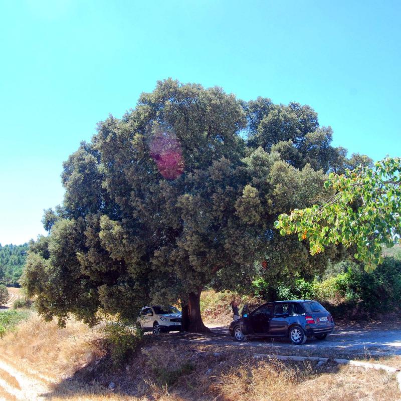 alzinera 8.8.2016 alzinera Sant Pere Sallavinera - Ramon Sunyer