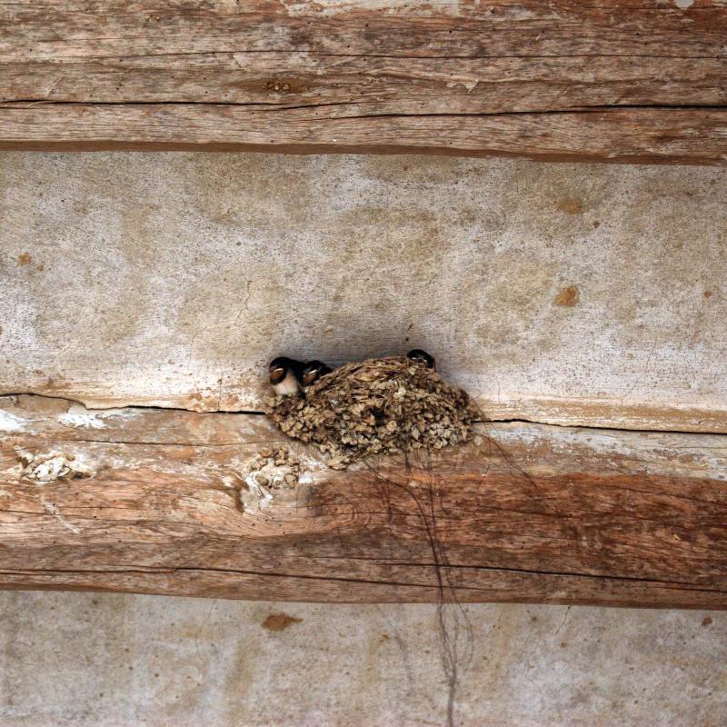 orenetes 9.8.2016 orenetes La Fortesa - Ramon Sunyer