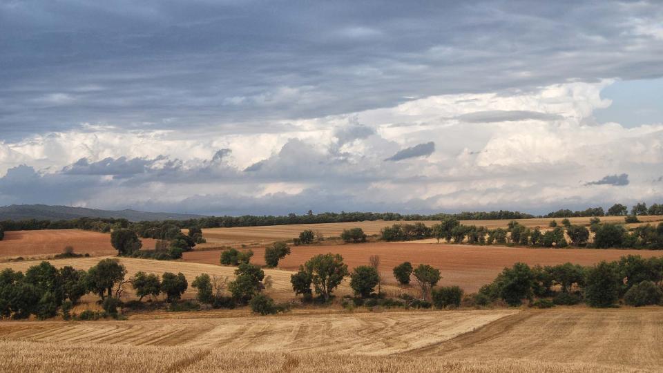 9.8.2016 Paisatge  La Llavinera -  Ramon Sunyer