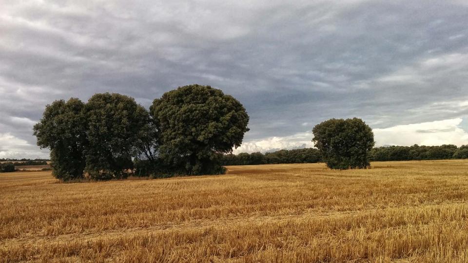 9 de Agost de 2016 Paisatge  La Fortesa -  Ramon Sunyer