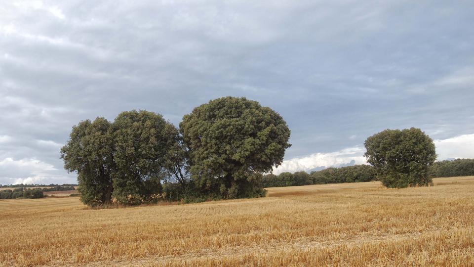 9 de Agost de 2016 Paisatge  La Fortesa -  Ramon Sunyer