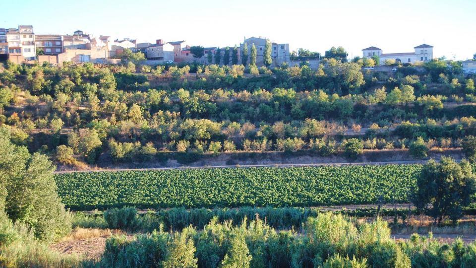 vinyes 24.8.2016 vinyes Ciutadilla - Ramon Sunyer