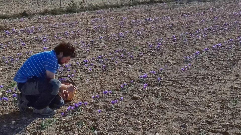 25.10.2016 collita de safrà  Sant Guim de Freixenet -  Daniel Espejo