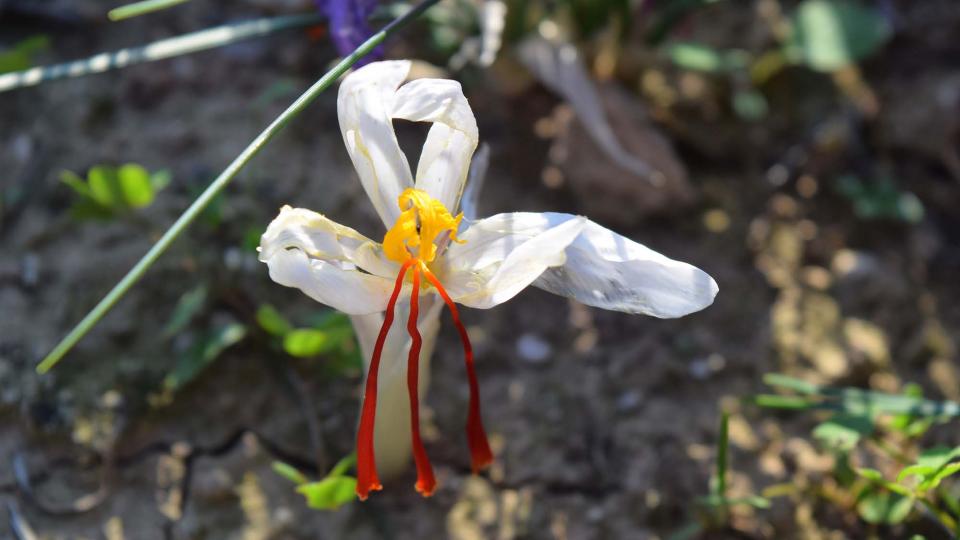 1.11.2016 Flor de safrà blanca  Torà -  Ramon Sunyer