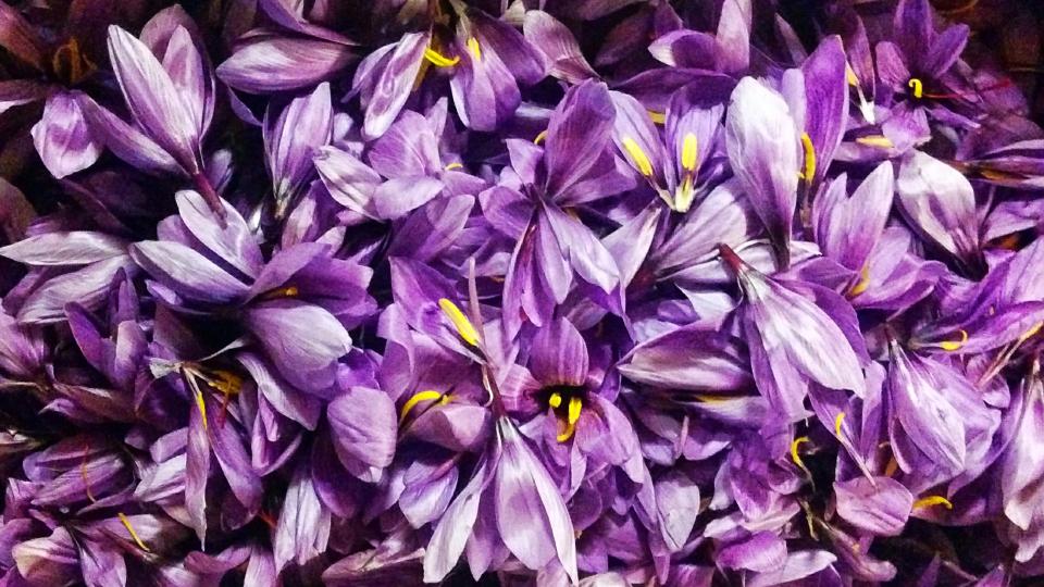 30.10.2016 Flors de safrà esbrinades  Torà -  Ramon Sunyer