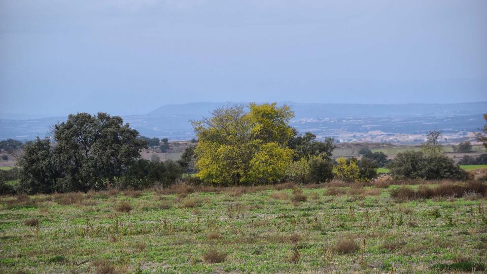 20.11.2016 paisatge  El Canós -  Ramon Sunyer