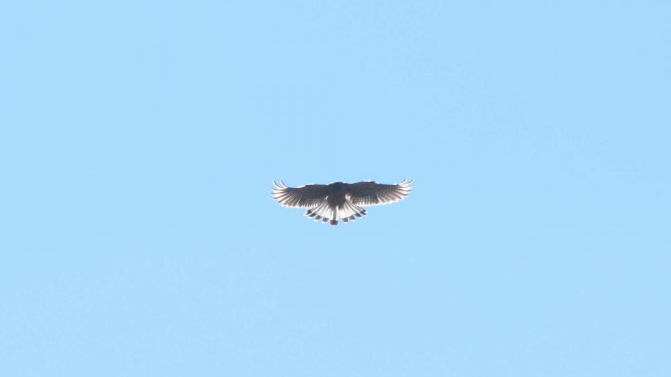 xoriguer 29.12.2016 xoriguer Sant Pere del Vim - Ramon Sunyer