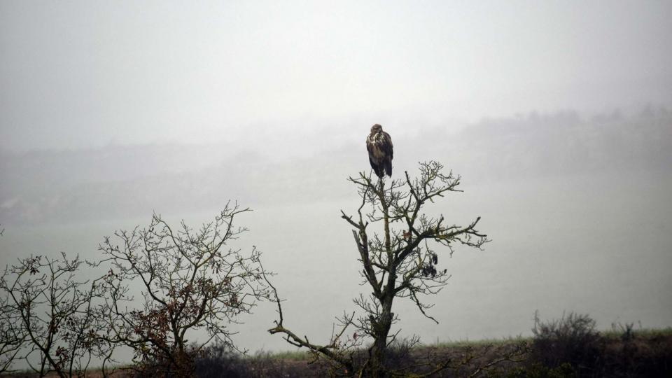 rapinyaire 31.12.2016 rapinyaire Torà - Ramon Sunyer