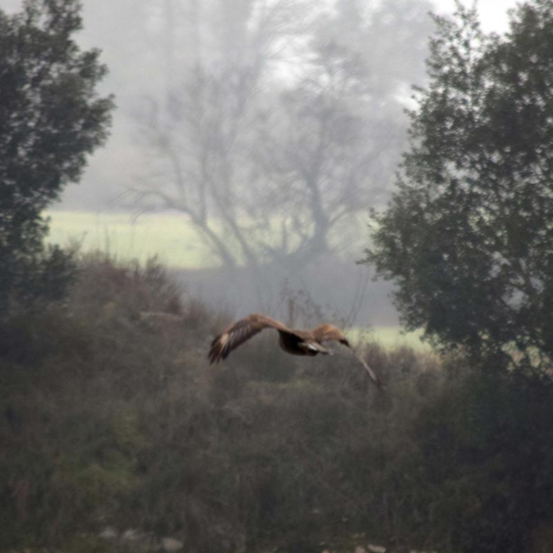 rapinyaire 31.12.2016 rapinyaire Torà - Ramon Sunyer