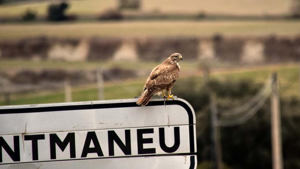 rapinyaire 22.1.2017 rapinyaire Montmaneu - Ramon Sunyer