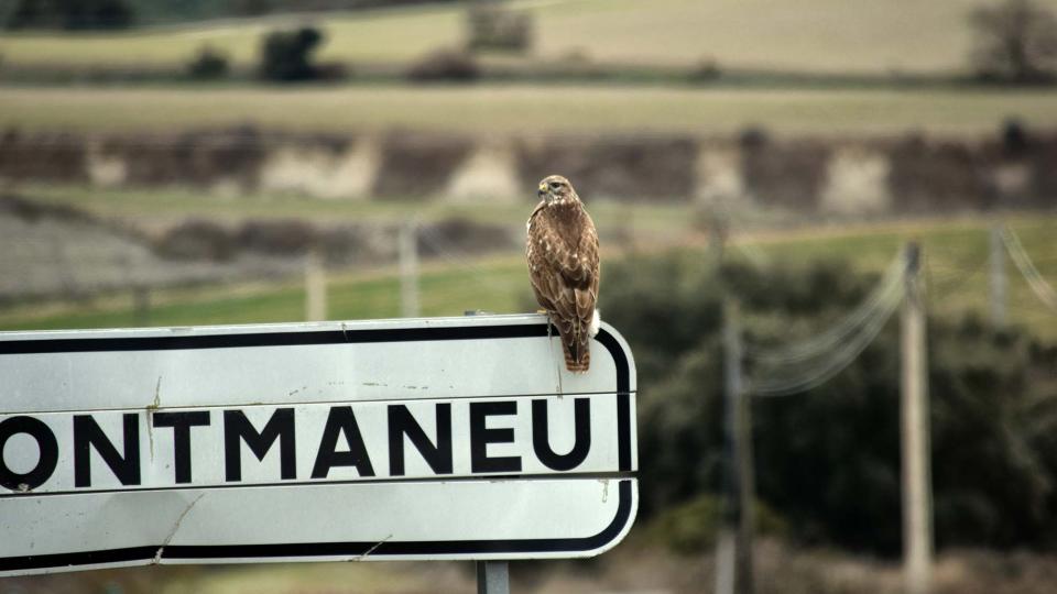 rapinyaire 22.1.2017 rapinyaire Montmaneu - Ramon Sunyer