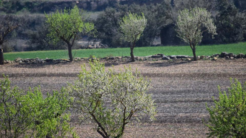 19.3.2017 Paisatge  Florejacs -  Ramon Sunyer