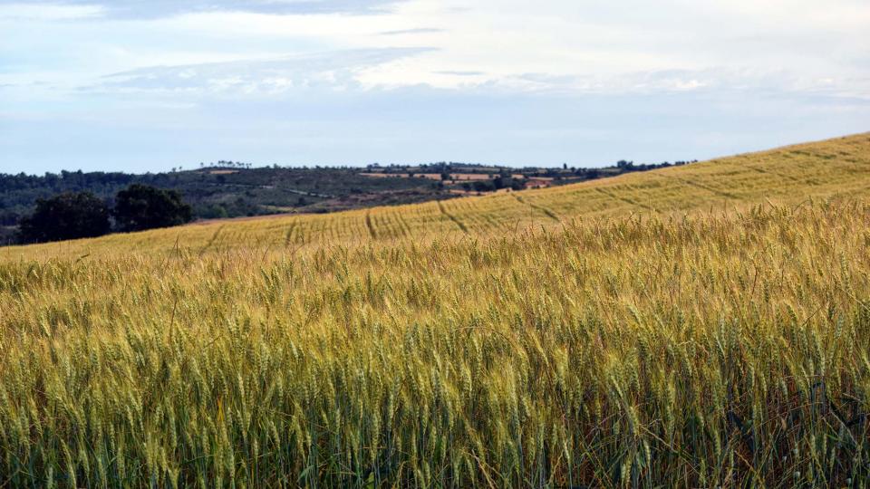 sembrats 3.6.2017 sembrats Sant Pere Sallavinera - Ramon Sunyer