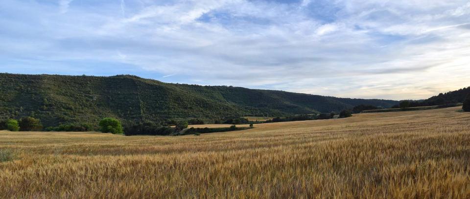 28.5.2017 pano sembrats  Aguilar de Segarra -  Ramon Sunyer