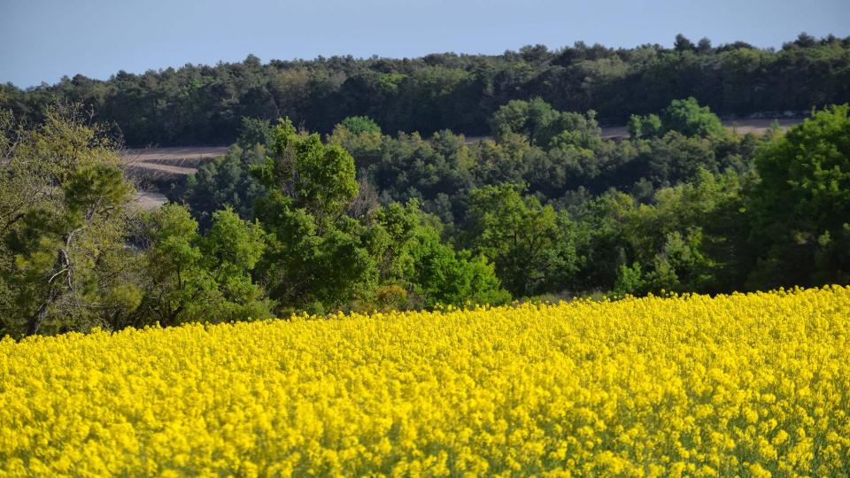 23.4.2017 colza  Bellmunt de Segarra -  Ramon Sunyer